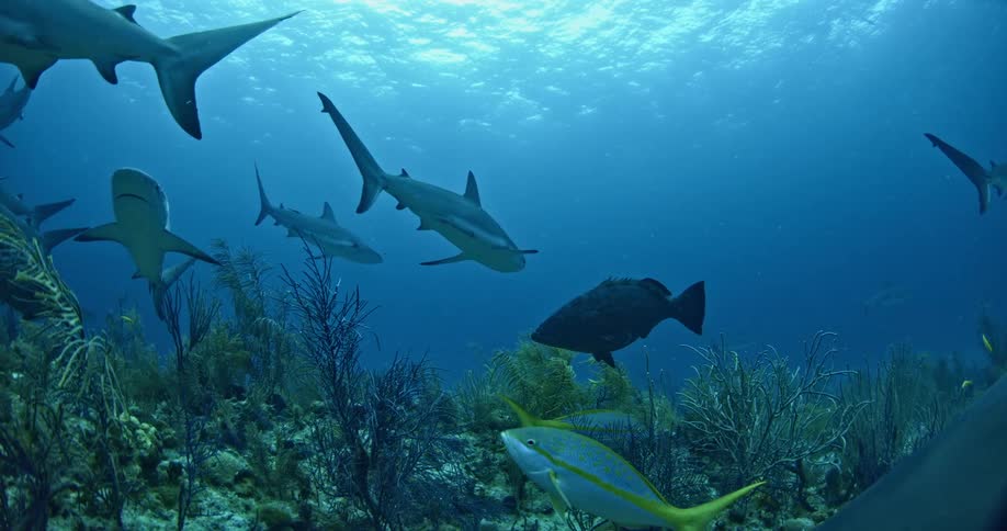 Sharks and fish swim in the ocean