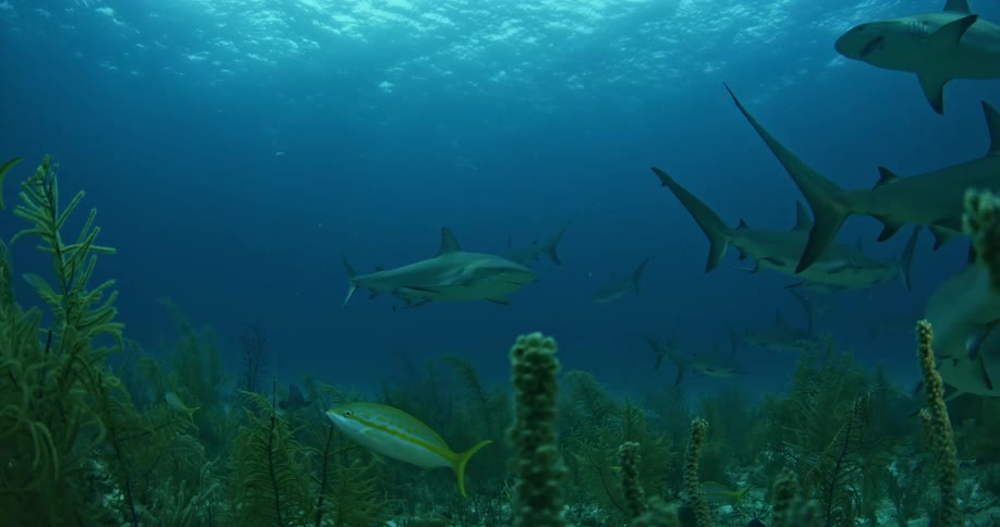 Aquatic animals swimming around near the bottom of the water