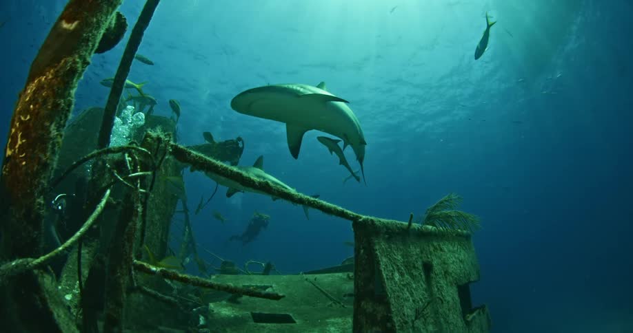 Sharks swim around a sunken boat