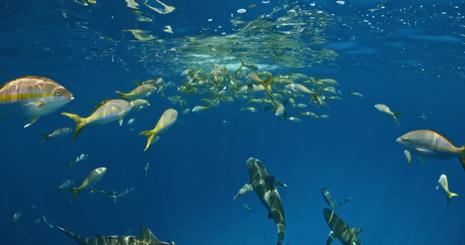 Fish and sharks swim near the surface of the ocean