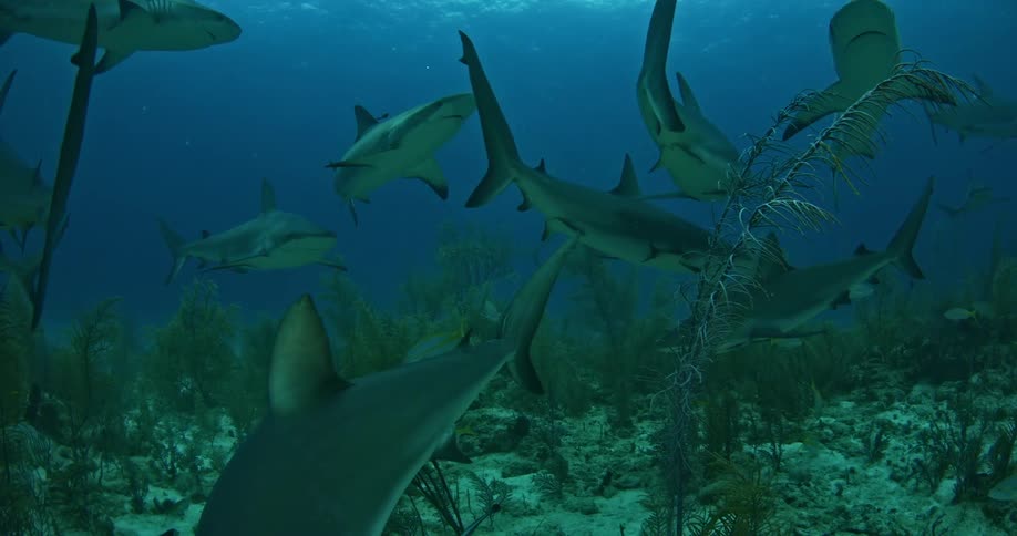 Many sharks swimming in the ocean