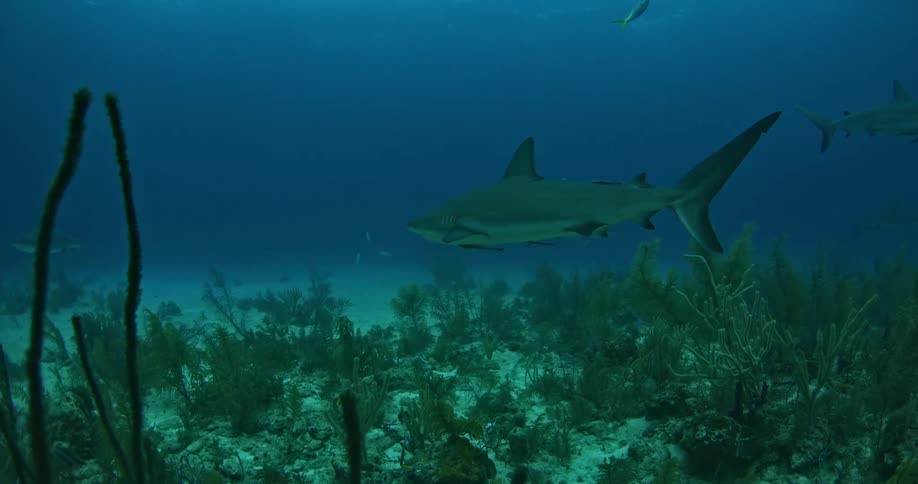 Sharks swimming near the ocean floor