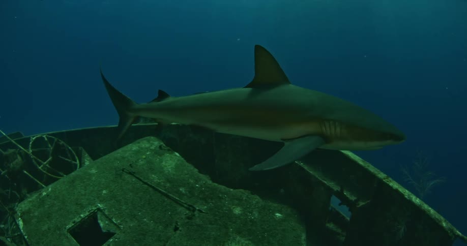 A shark swims over a shipwreck