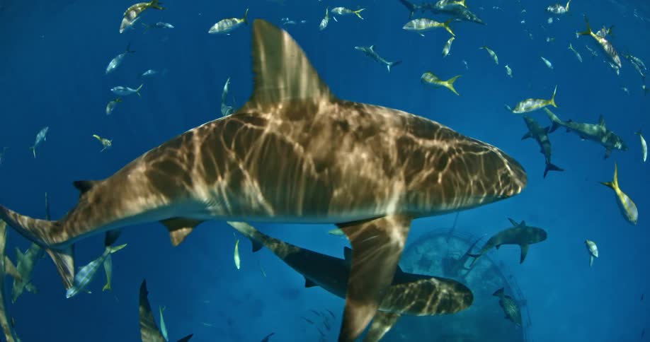 Sharks and fish swim in the ocean