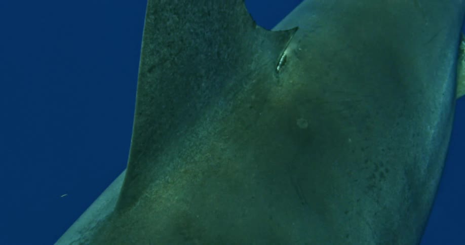 A large shark in the ocean