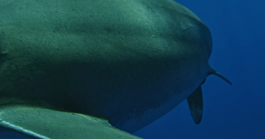 A large shark moves forward turning