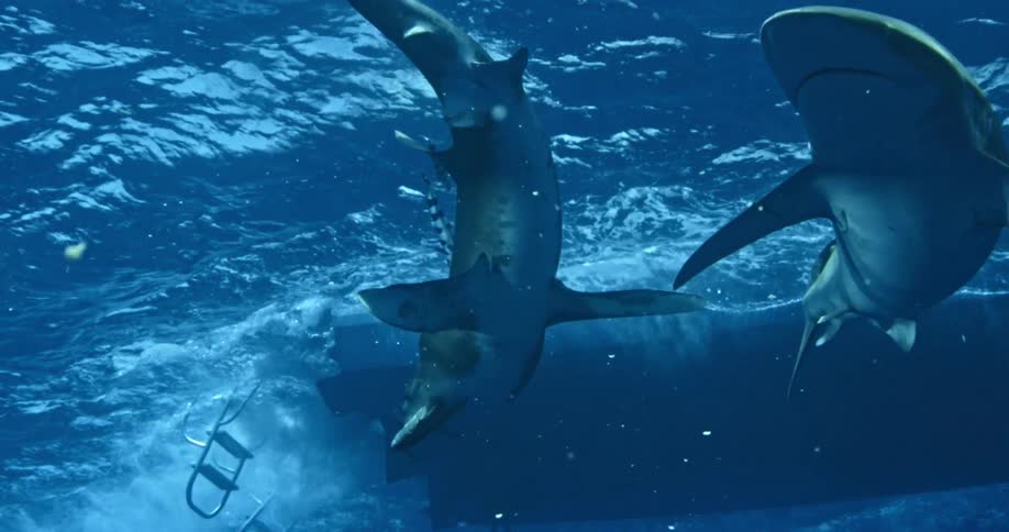 A shark eats bait that has been thrown in the water