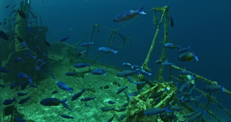 Fish swimming around a sunken ship in the ocean