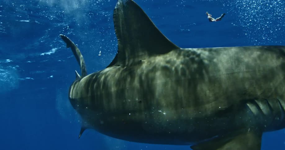 A large shark dives down in the water