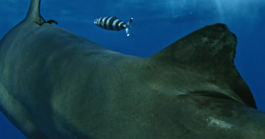 A shark is slowly swimming past a camera
