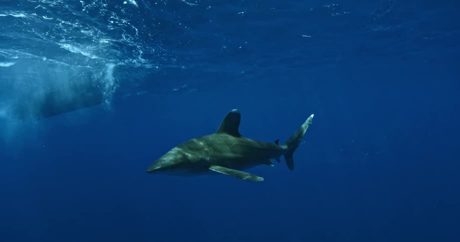 A shark is swimming in the ocean