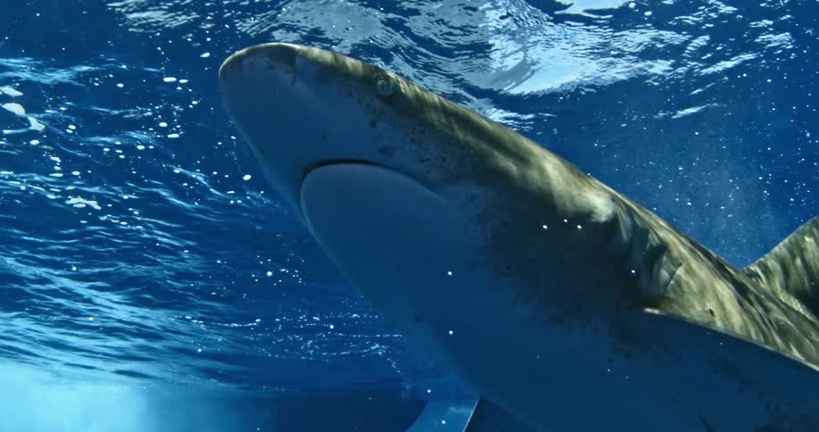 A shark is ascending towards the water's surface