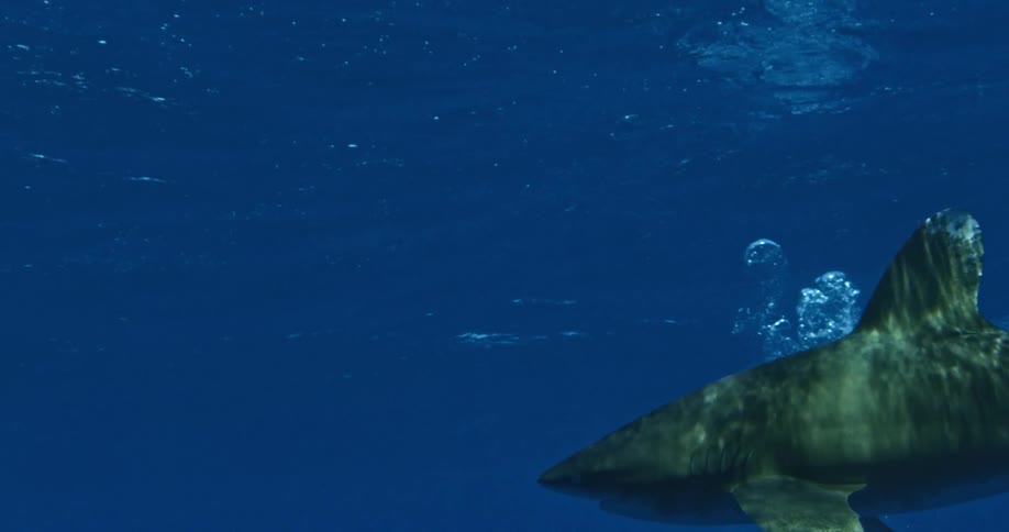 A large shark passes by below in the water