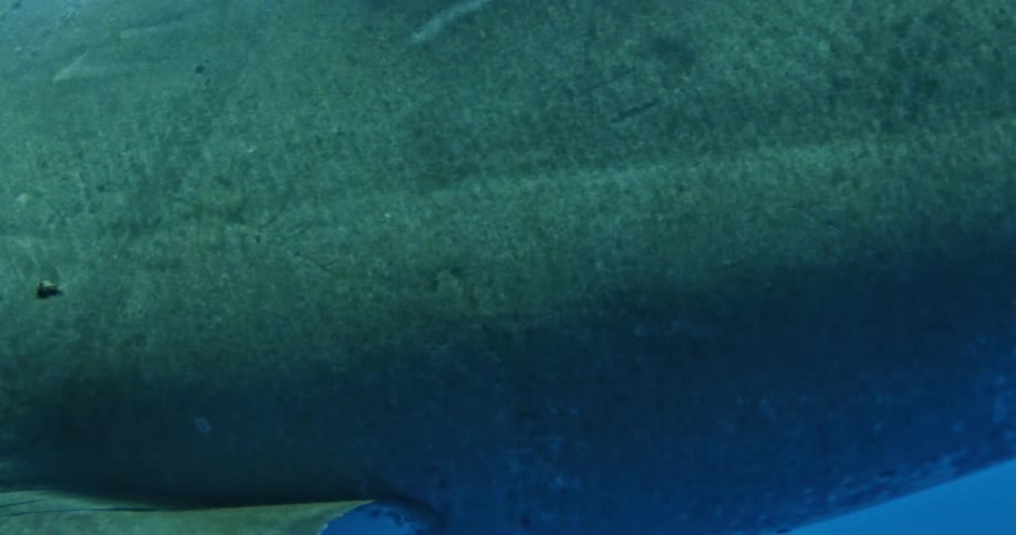 A shark is closely swimming by a camera