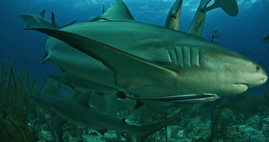 Sharks swim in the ocean