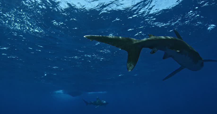 A shark is swimming around the surface of the ocean