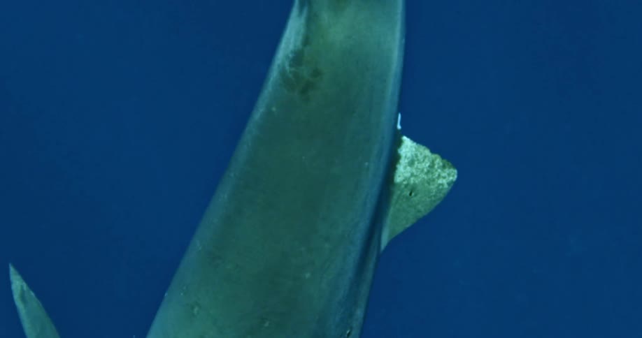Shark swimming in dark ocean water