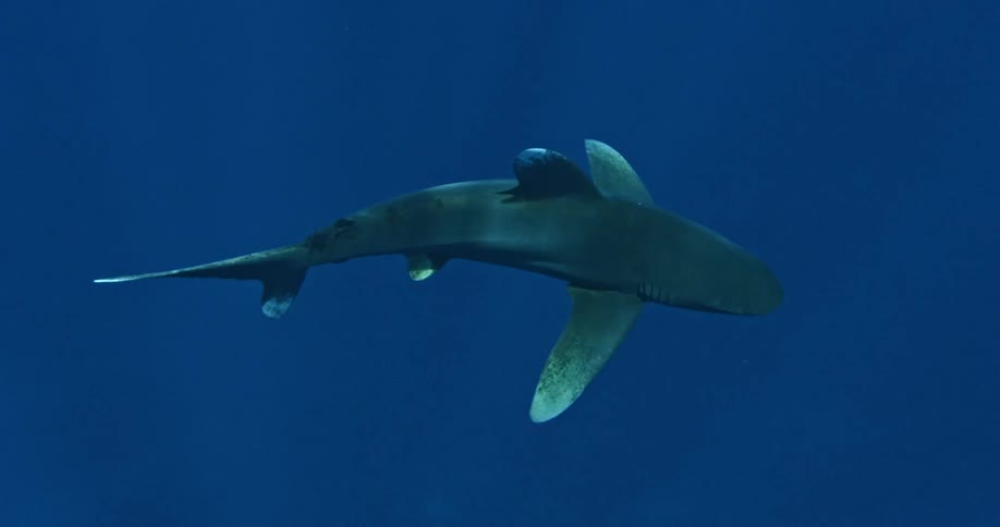 A shark swimming