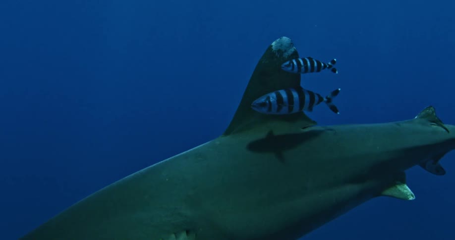 A shark is descending in dark waters with fish following along