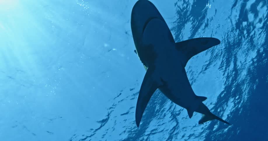 Two fish follow a shark swimming in the ocean