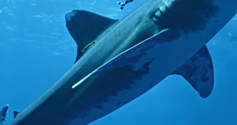 A large shark is swimming with fish towards the surface