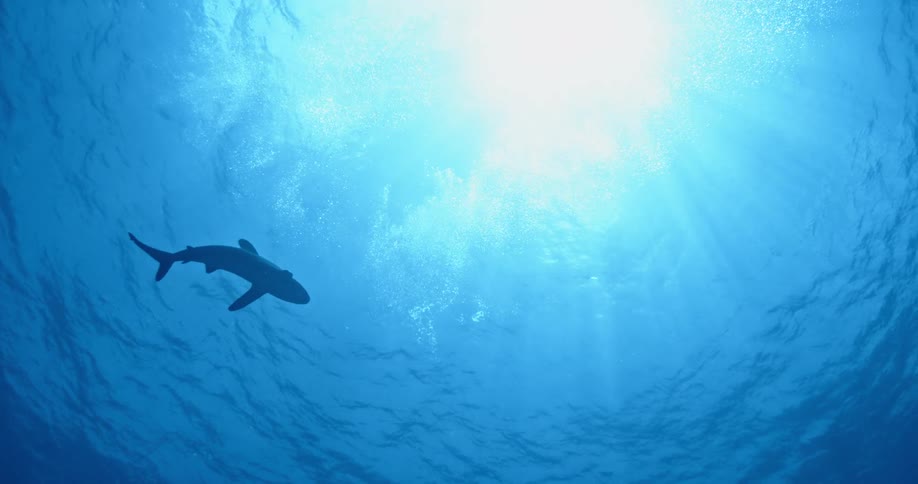 A shark is swimming in some cloudy waters