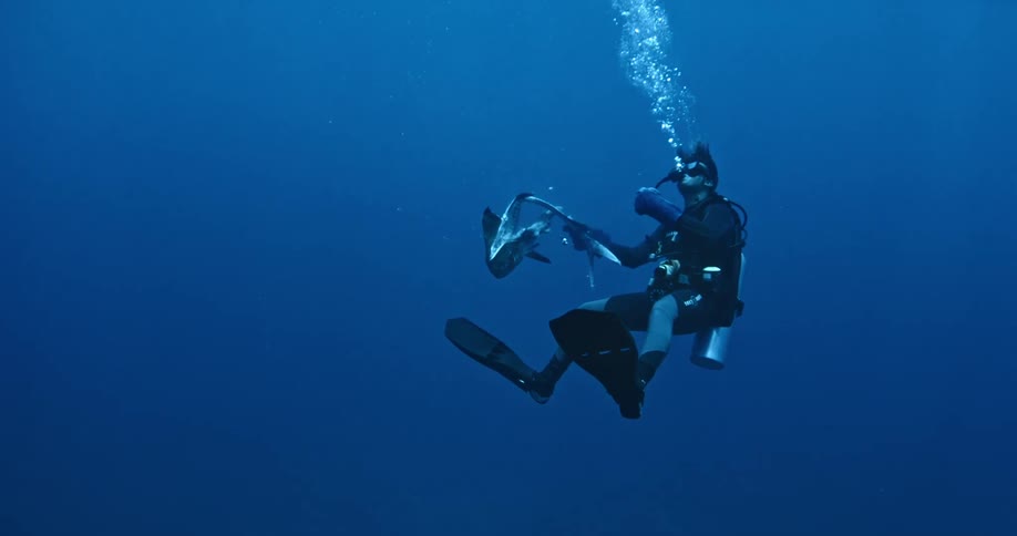 A scuba diver has cut up a fish and is waving it underwater