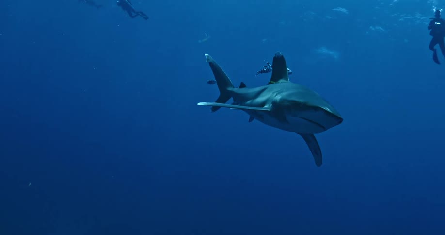 Divers swim with a shark and fish in the ocean