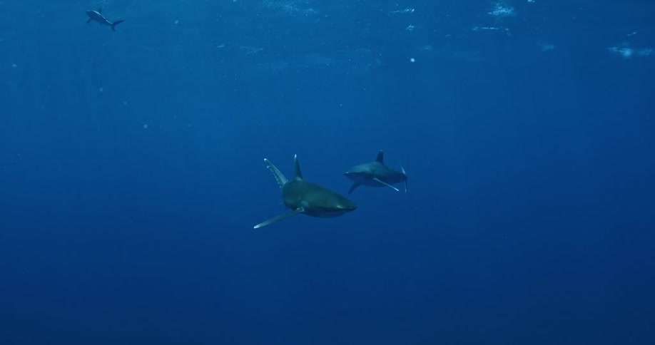 Sharks swim in the open ocean