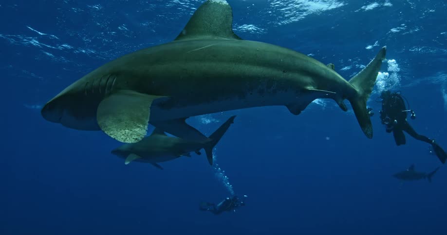 Sharks swim underwater