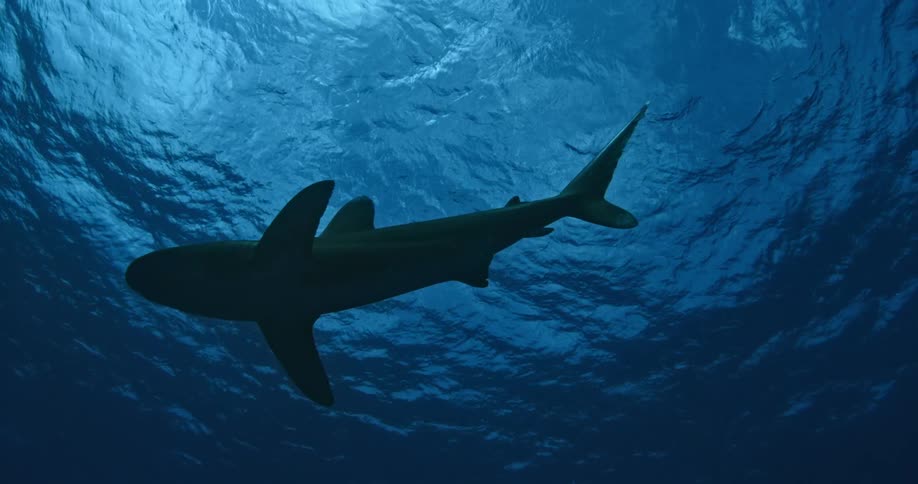 A shark swims in a circle