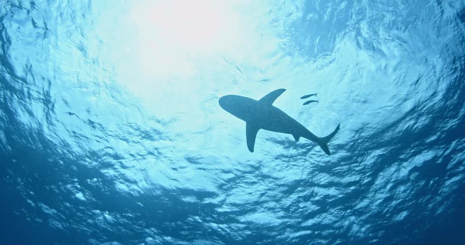 A shark on the surface of the ocean is being filmed from below