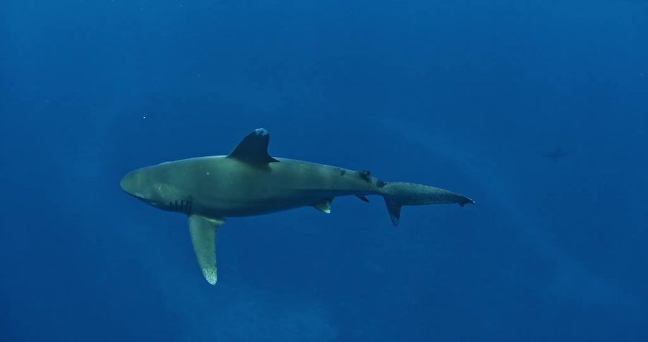Sharks swimming in ocean water