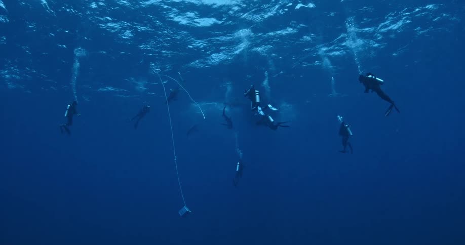 Many scuba divers swim in the ocean