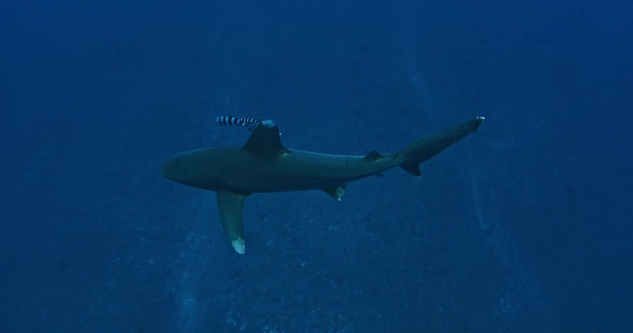 A shark swims in the ocean