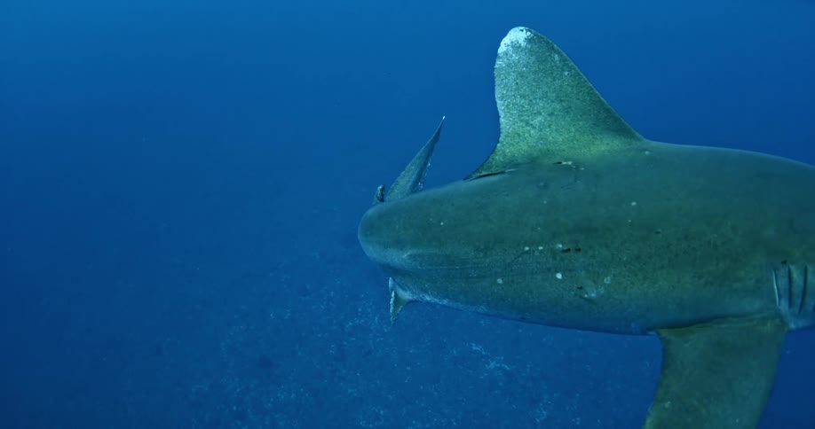 A shark is turning in the blue water