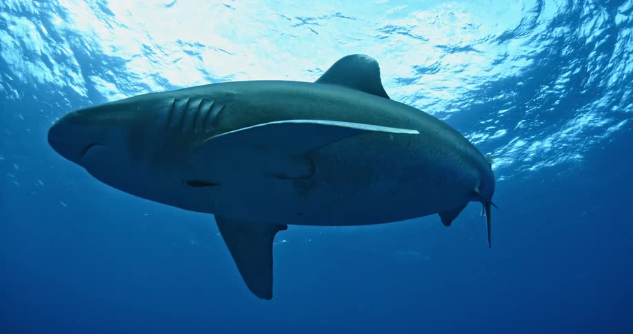 A shark glides in the water by the surface