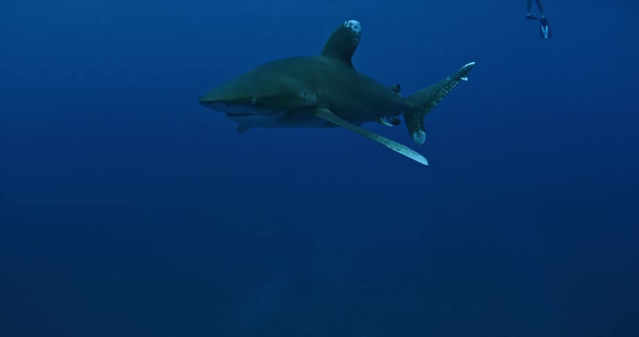 Sharks circle in the ocean water