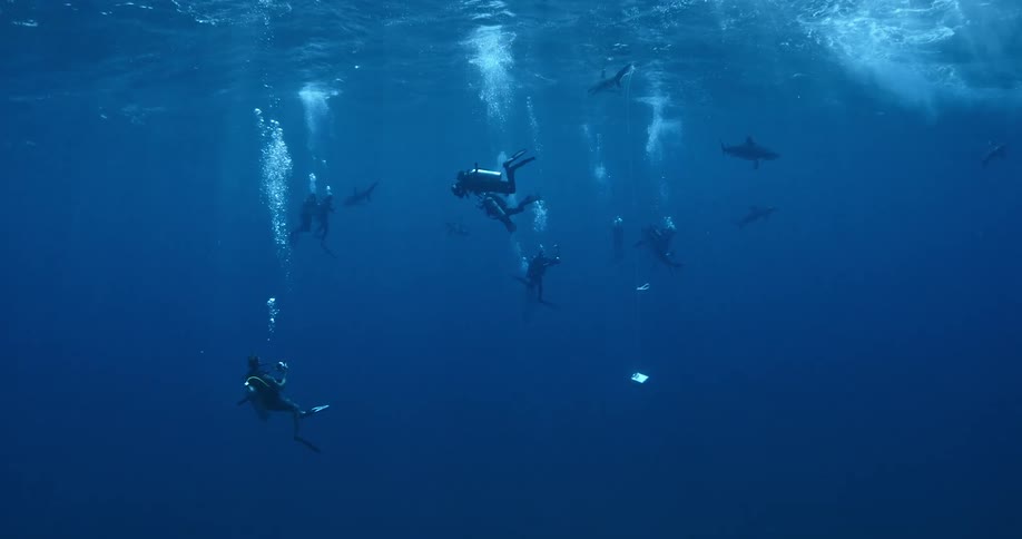 Many divers swimming underwater