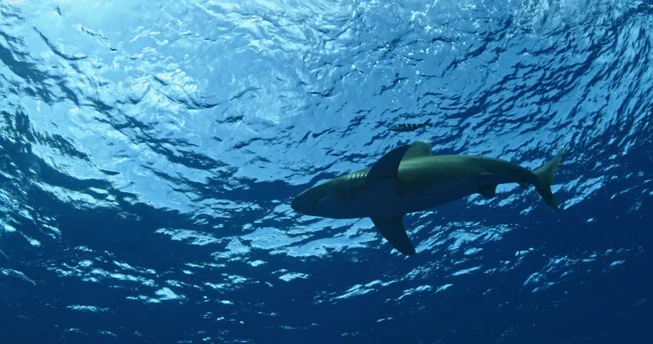 Shark swimming just below the surface of the water