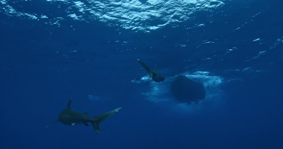 Sharks swimming under boat in ocean water,