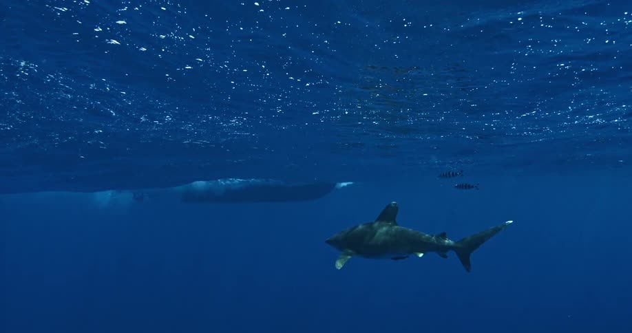 A shark is swimming near waves underwater