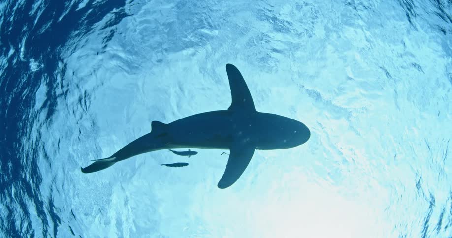 Fish swim alongside a shark near the surface of the ocean