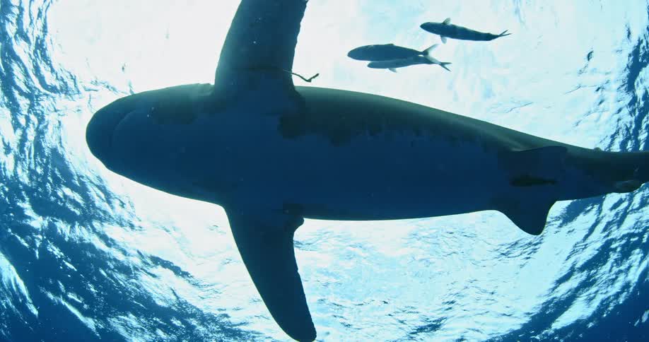A shark with fish followings pass by in the water