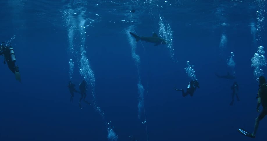 Divers swim with sharks in the ocean