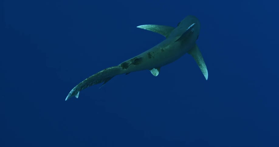 A large shark glides in the blue waters