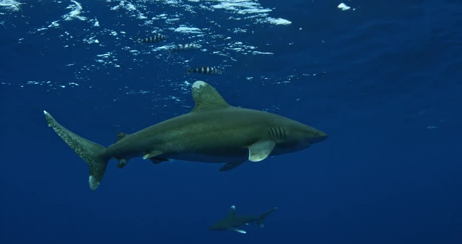 Sharks and fish swimming near a diver with a  camera