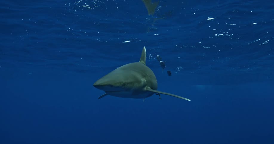 Shark swimming calmly through some water