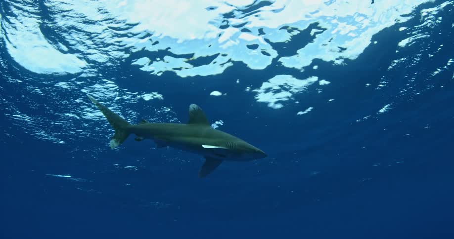 A shark swims in the sea