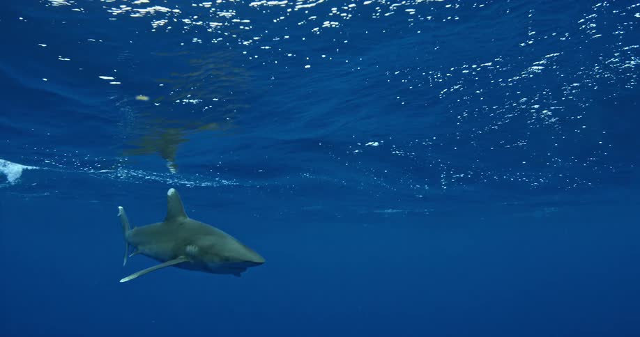 A shark swims just below the surface